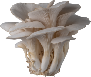Mushroom Oyster Local PKT