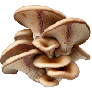 Mushroom King Oyster Local PKT