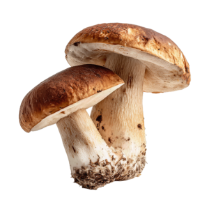Mushroom Dry Porcini