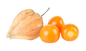 Physalis Fruit