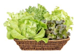Lettuce 3 Colour in 1 Bag